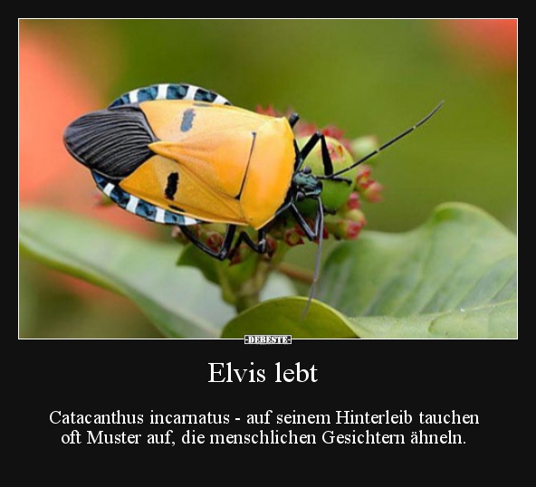 Elvis lebt..