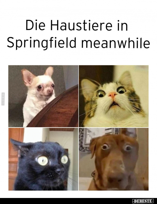 Die Haustiere in Springfield.. - Lustige Bilder | DEBESTE.de