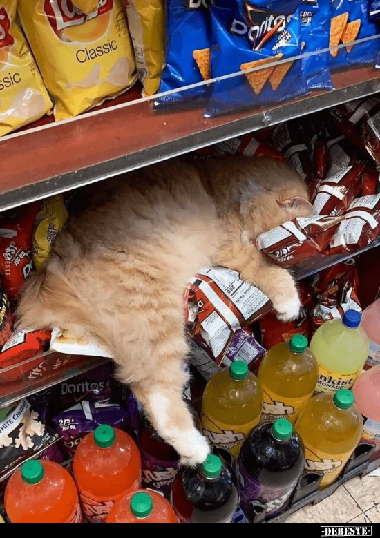  - Lustige Bilder | DEBESTE.de