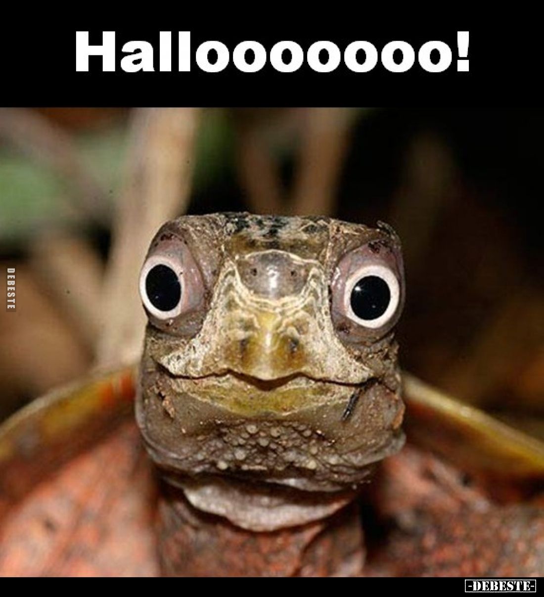 Hallooooooo!
