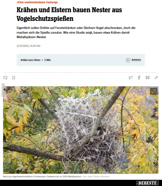 Krähen und Elstern bauen Nester aus Vogelschutzspießen.. - Lustige Bilder | DEBESTE.de