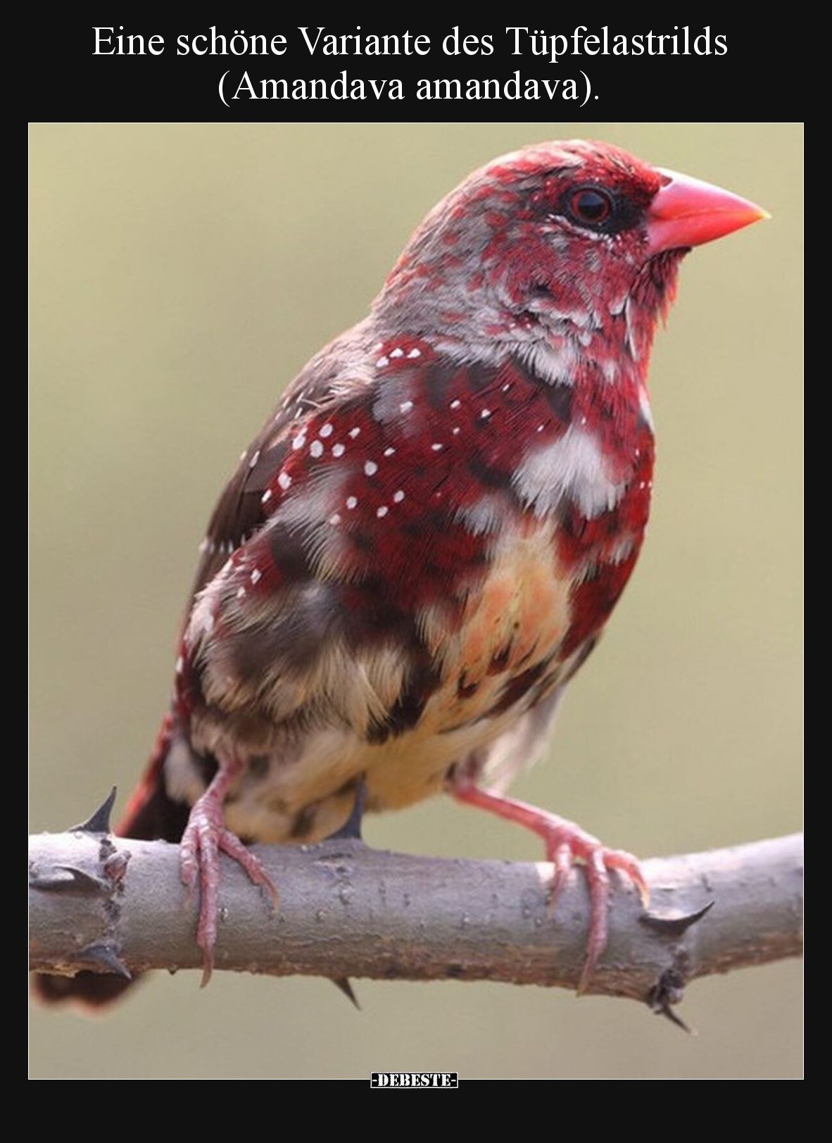 Eine schöne Variante des Tüpfelastrilds (Amandava amandava).