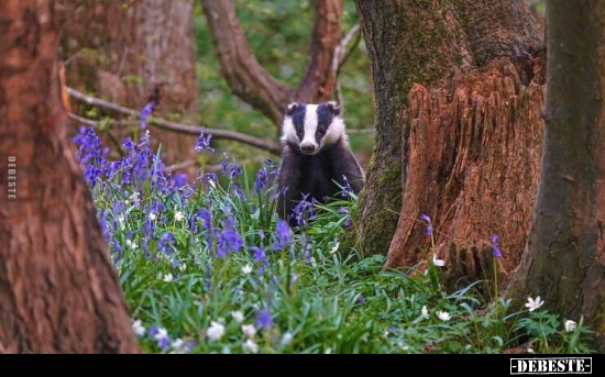  - Lustige Bilder | DEBESTE.de