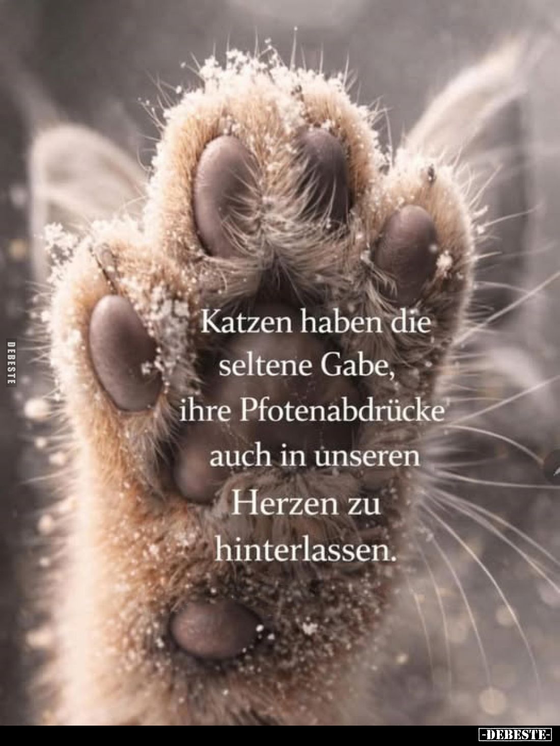 Katzen haben die seltene Gabe, ihre Pfotenabdrücke auch in.. - Lustige Bilder | DEBESTE.de