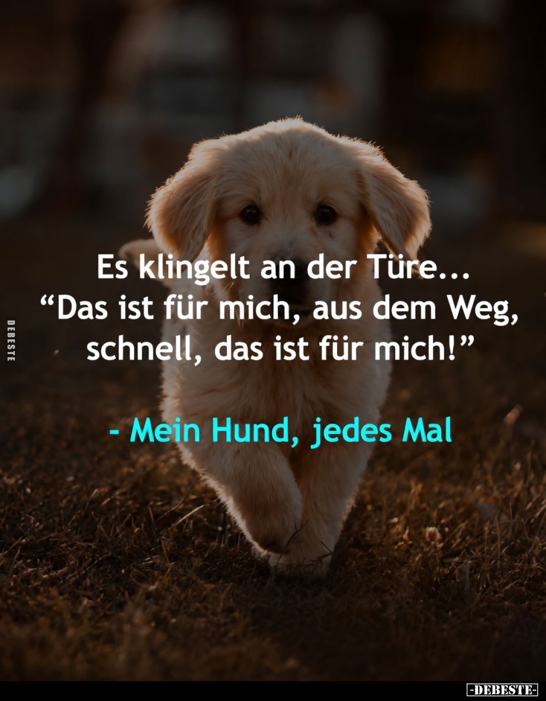 Es klingelt an der Türe…
"Das ist für mich, aus dem Weg, schnell, das ist für mich!"
- Mein Hund, jedes Mal