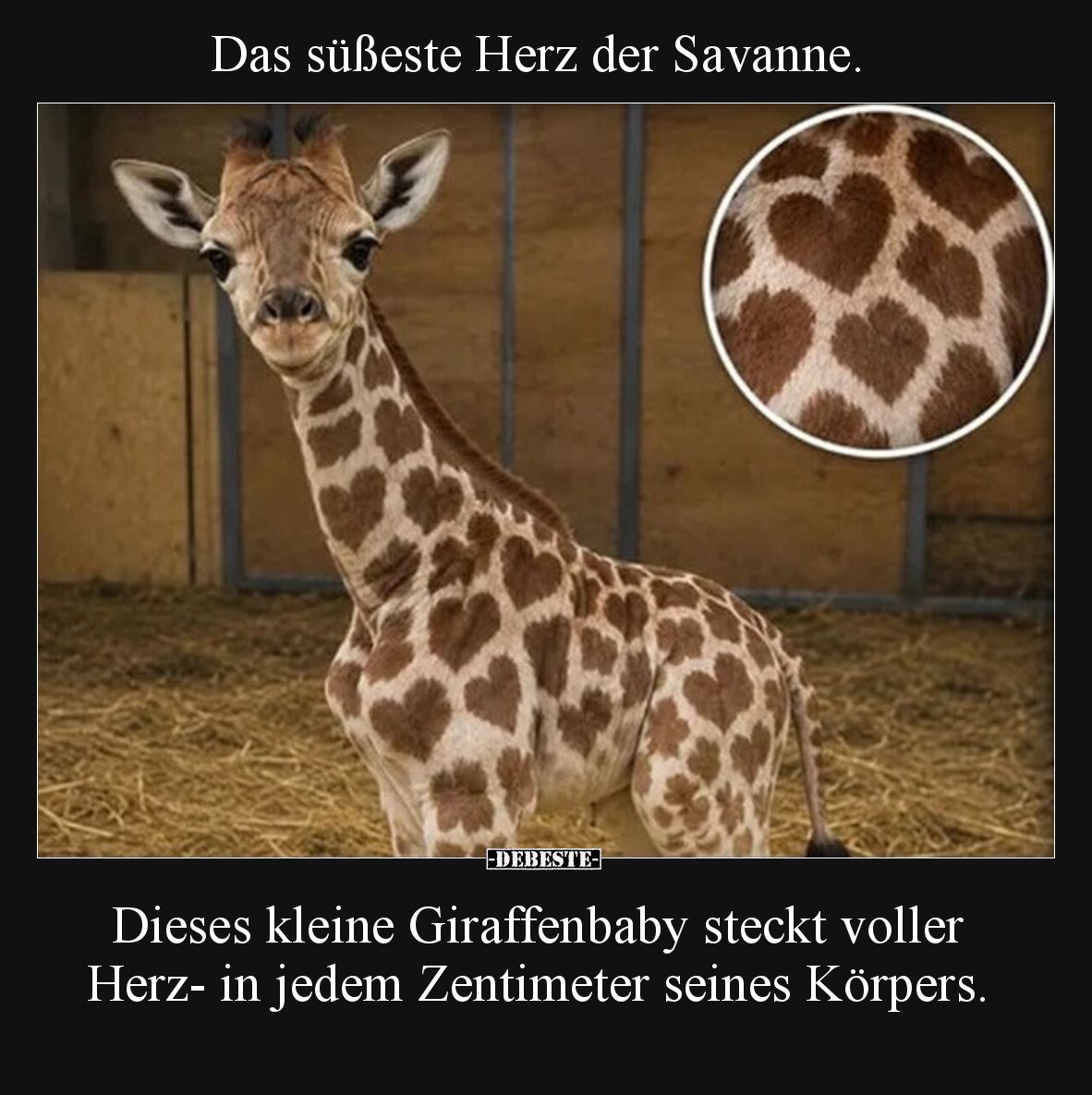 Das süßeste Herz der Savanne.  Dieses kleine Giraffenbaby steckt voller Herz- in jedem Zentimeter seines Körpers.