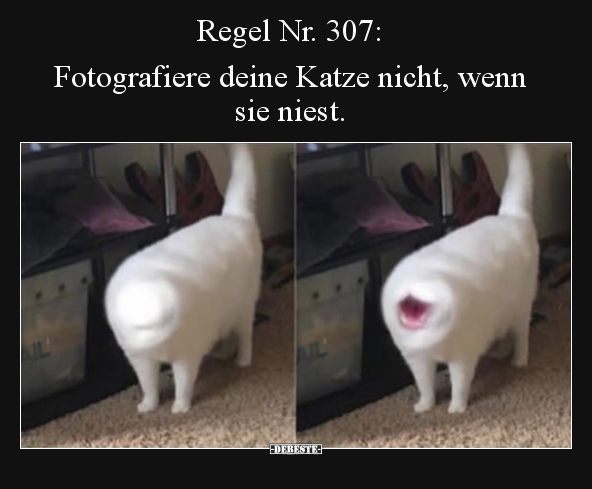 Regel Nr. 307: Fotografiere deine Katze nicht, wenn sie.. - Lustige Bilder | DEBESTE.de