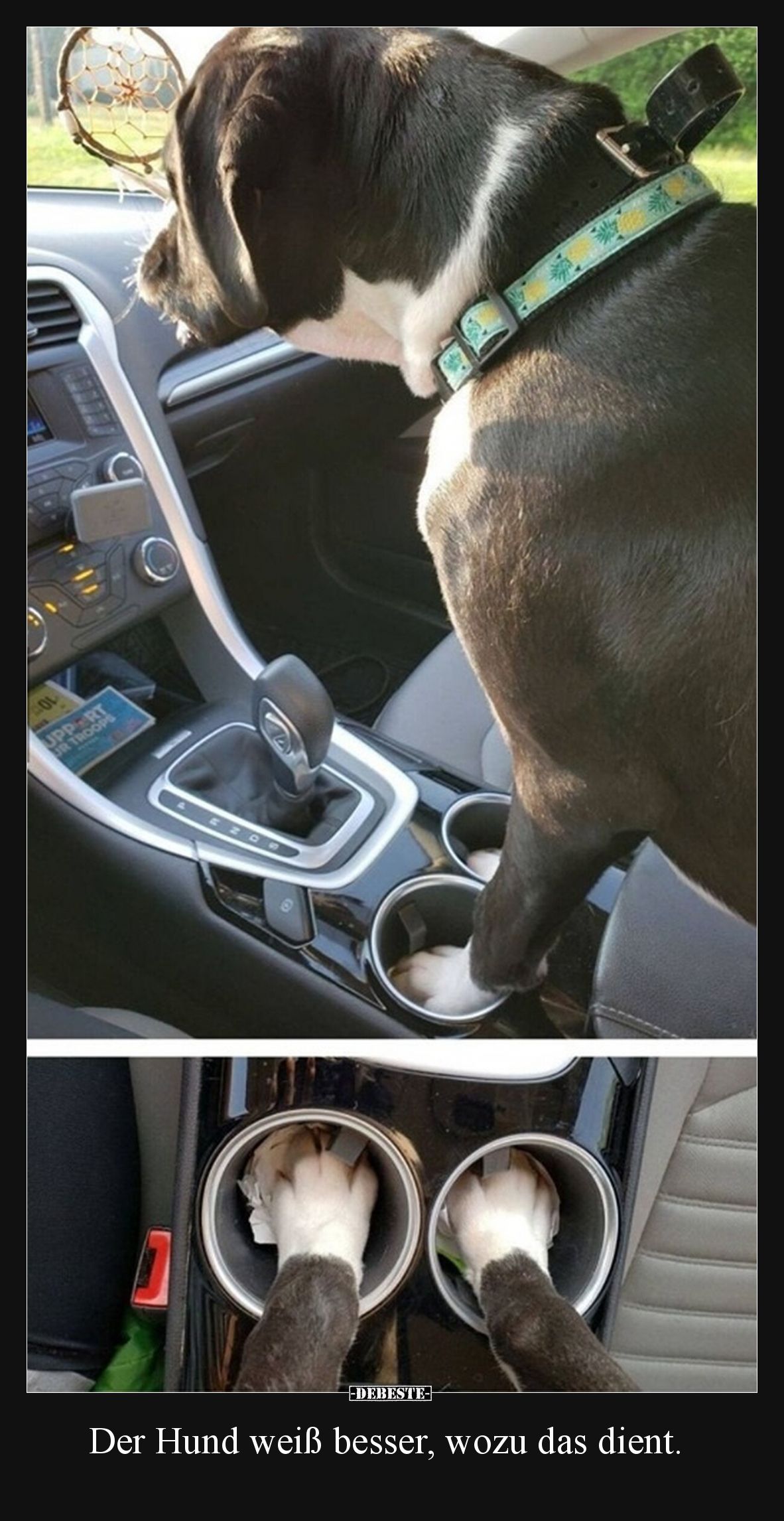 Der Hund weiß besser, wozu das dient.
