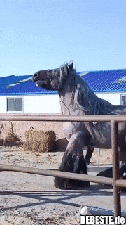 Gibt es Riesenponys?