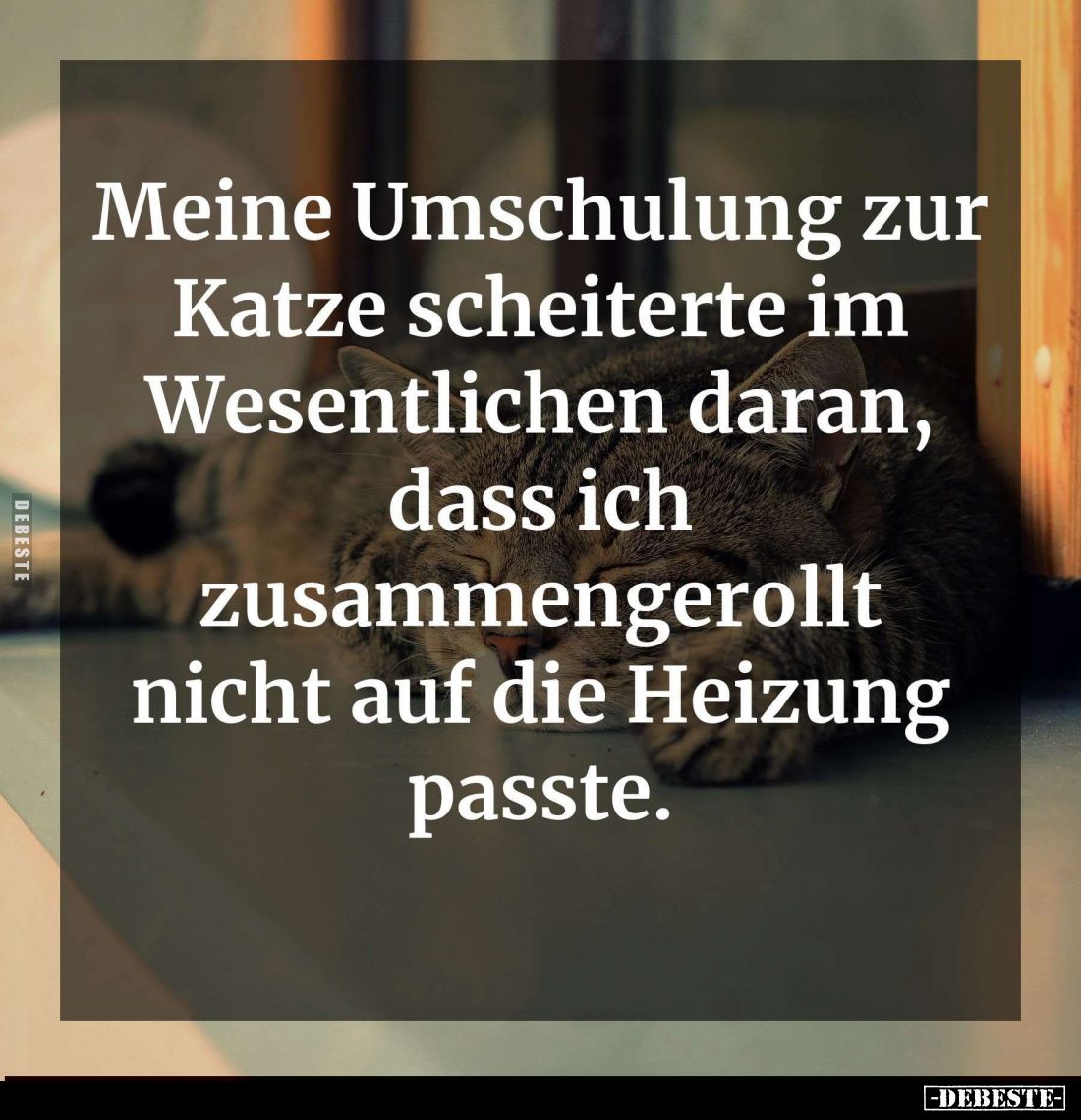 Meine Umschulung zur Katze scheiterte.. - Lustige Bilder | DEBESTE.de
