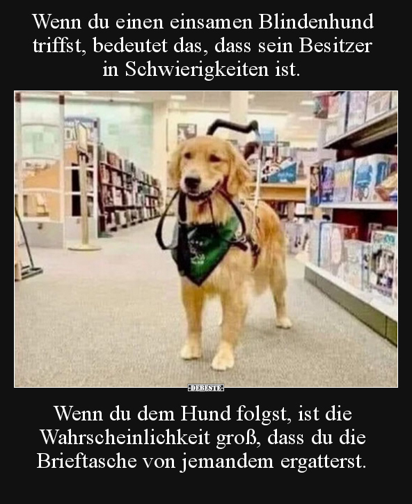 Wenn du einen einsamen Blindenhund triffst, bedeutet das.. - Lustige Bilder | DEBESTE.de