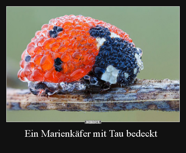 Ein Marienkäfer mit Tau bedeckt.. - Lustige Bilder | DEBESTE.de