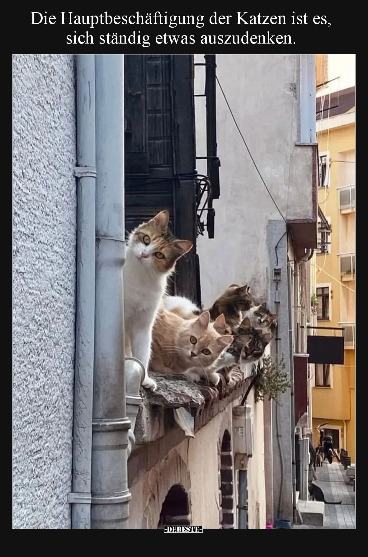 Die Hauptbeschäftigung der Katzen ist es, sich ständig etwas auszudenken.