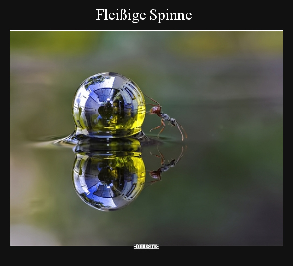 Fleißige Spinne.. - Lustige Bilder | DEBESTE.de