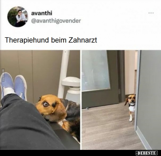 Therapiehund beim Zahnarzt.. - Lustige Bilder | DEBESTE.de