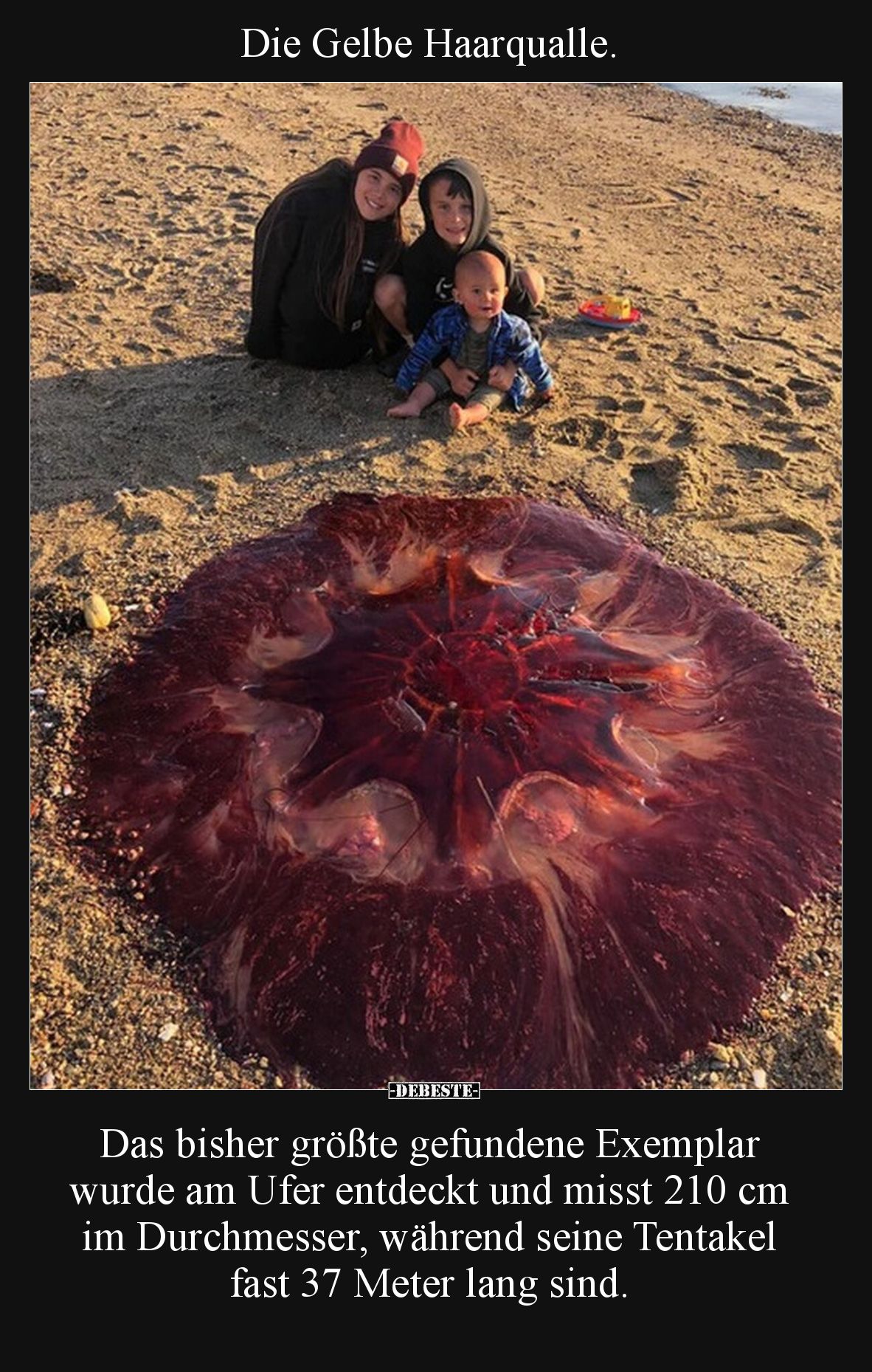 Die Gelbe Haarqualle.

Das bisher größte gefundene Exemplar wurde am Ufer entdeckt und misst 210 cm im Durchmesser, während...