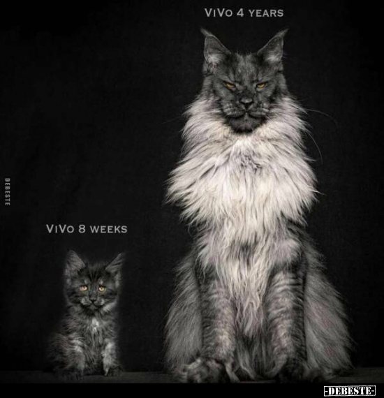  - Lustige Bilder | DEBESTE.de