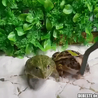 Wie konntest du das essen...