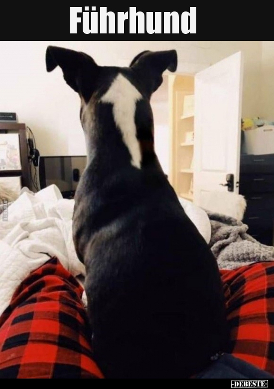 Führhund..