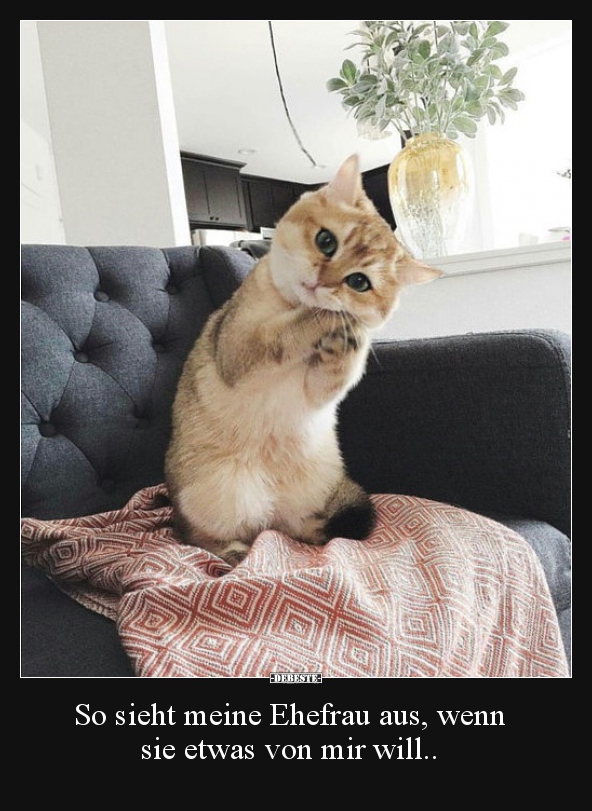 So sieht meine Ehefrau aus, wenn sie etwas von mir will..