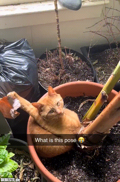 Sieht nicht so bequem aus