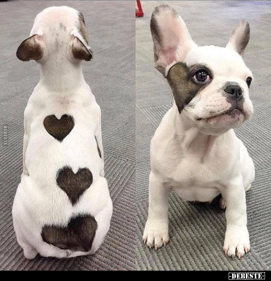 ♥ - Lustige Bilder | DEBESTE.de