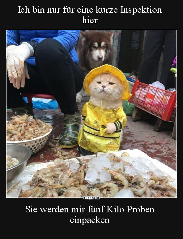 Ich bin nur für eine kurze Inspektion hier.. - Lustige Bilder | DEBESTE.de