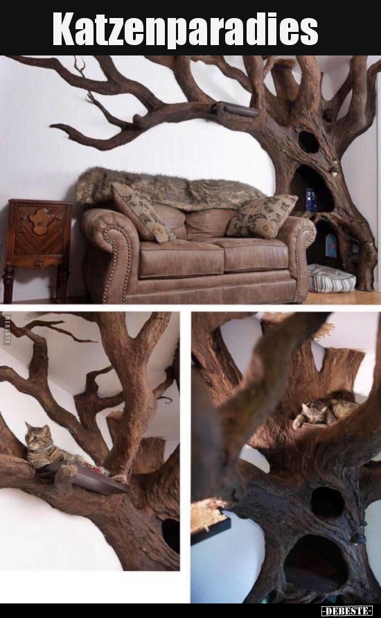 Katzenparadies..