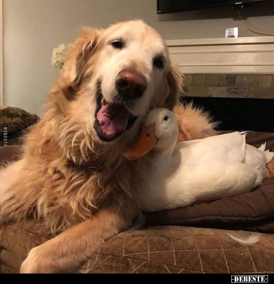  - Lustige Bilder | DEBESTE.de