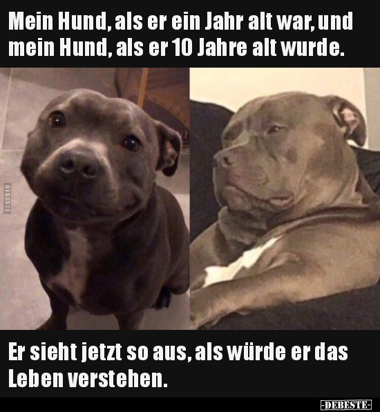 Hunde