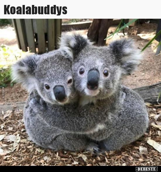 Koalabuddys.. - Lustige Bilder | DEBESTE.de