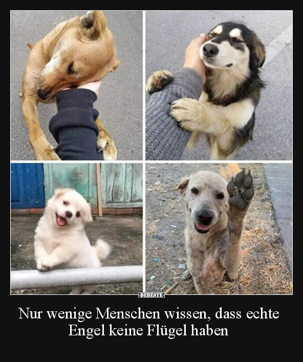 Hunde