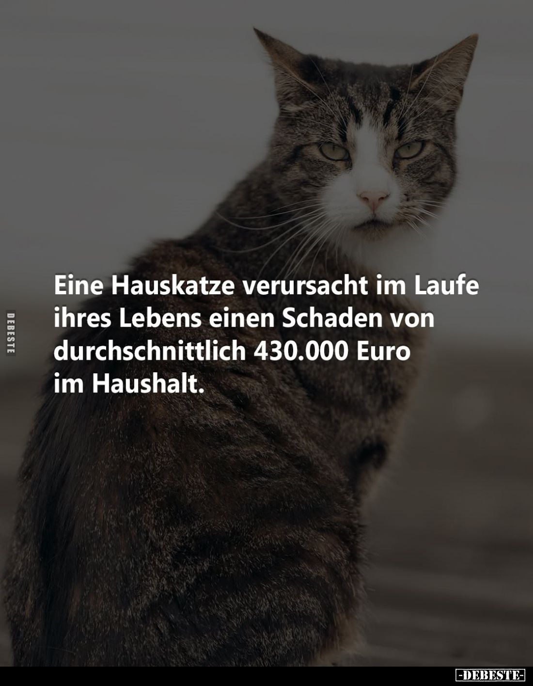 Eine Hauskatze verursacht im Laufe ihres Lebens einen Schaden von durchschnittlich 430.000 Euro im Haushalt.