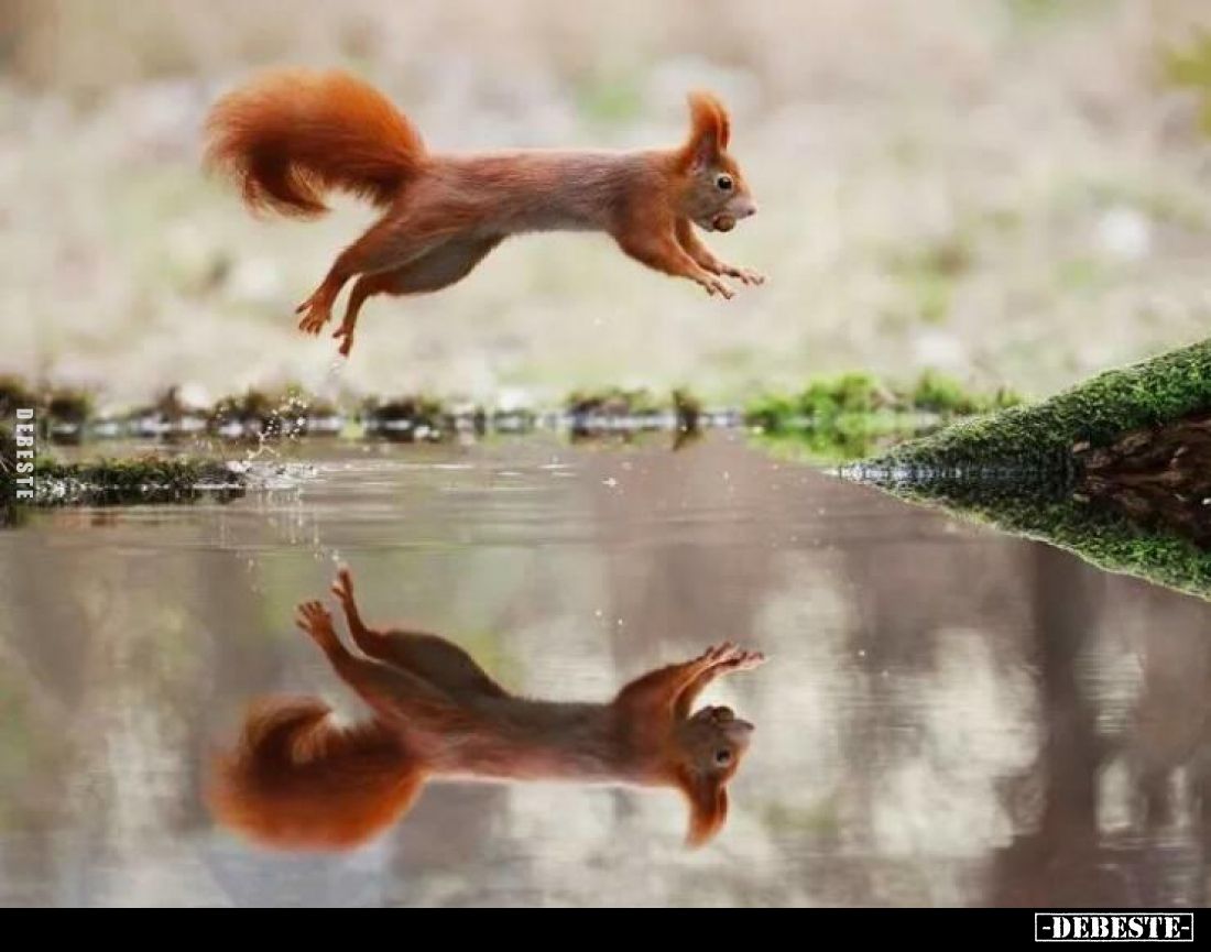  - Lustige Bilder | DEBESTE.de