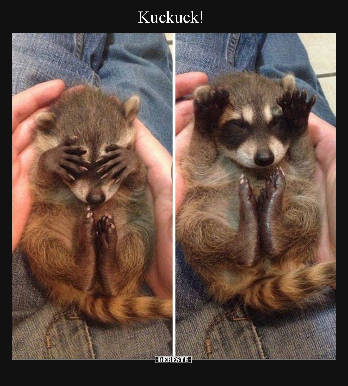 Kuckuck!.. - Lustige Bilder | DEBESTE.de