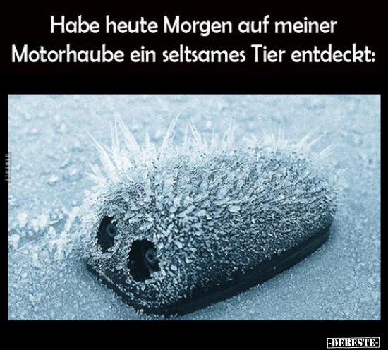 Habe heute Morgen auf meiner Motorhaube.. - Lustige Bilder | DEBESTE.de