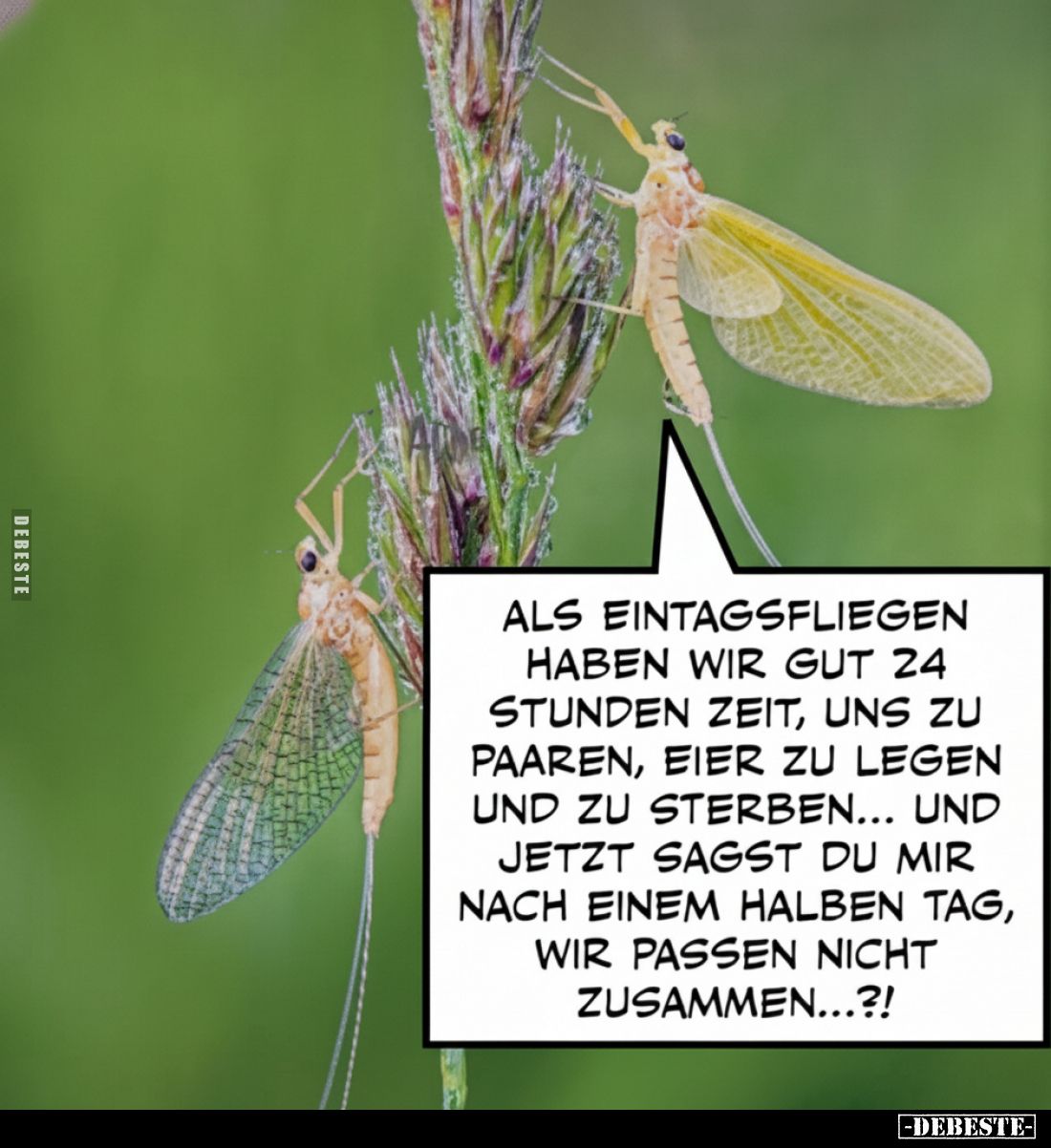 Als Eintagsfliegen haben wir gut 24 Stunden Zeit, uns zu paaren, Eier zu legen und zu sterben... und jetzt sagst du mir nach ...