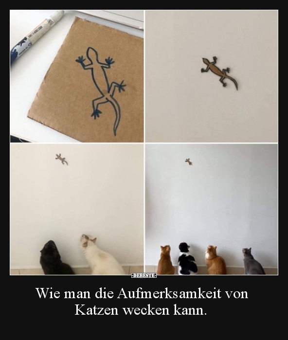 Wie man die Aufmerksamkeit von Katzen wecken kann... - Lustige Bilder | DEBESTE.de