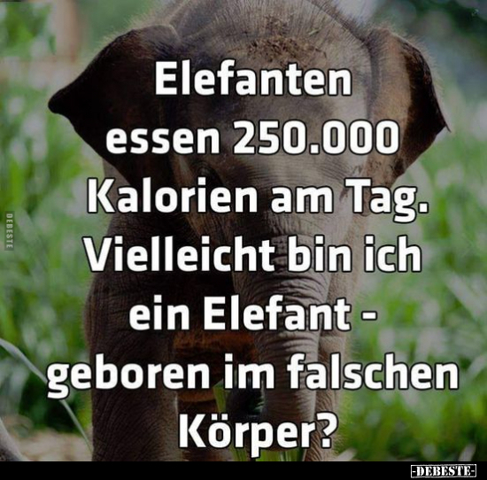 Elefanten essen 250.000 Kalorien am Tag... - Lustige Bilder | DEBESTE.de