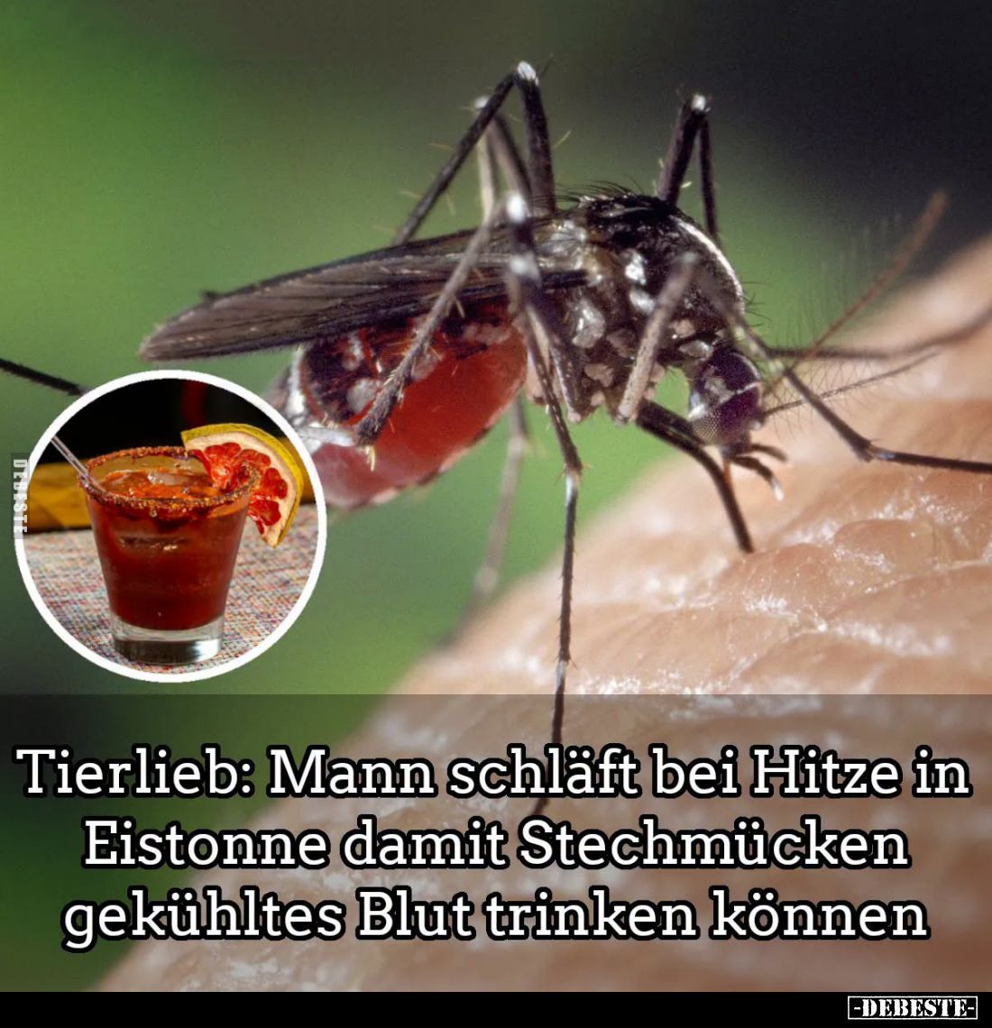 Tierlieb: Mann schläft bei Hitze in Eistonne damit Stechmücken gekühltes Blut trinken können.