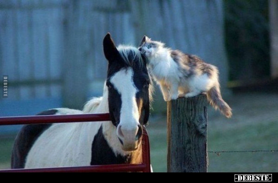  - Lustige Bilder | DEBESTE.de