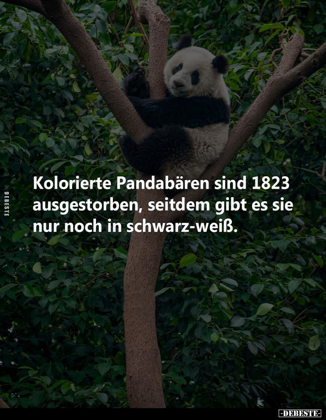 Kolorierte Pandabären sind 1823 ausgestorben, seitdem gibt es sie nur noch in schwarz-weiß.