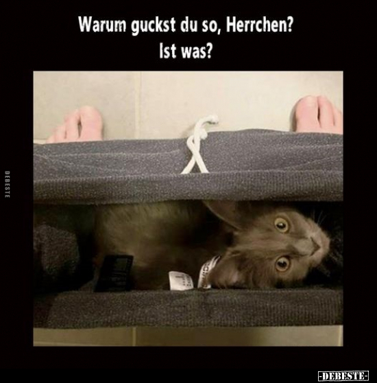 Warum guckst du so, Herrchen? Ist was?