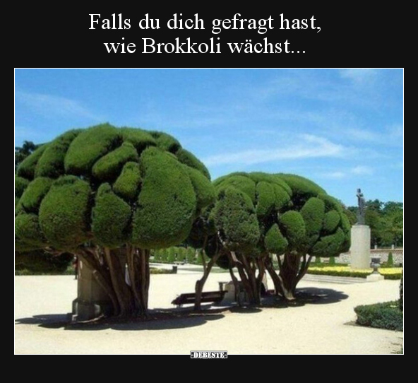 Falls du dich gefragt hast, wie Brokkoli wächst... - Lustige Bilder | DEBESTE.de