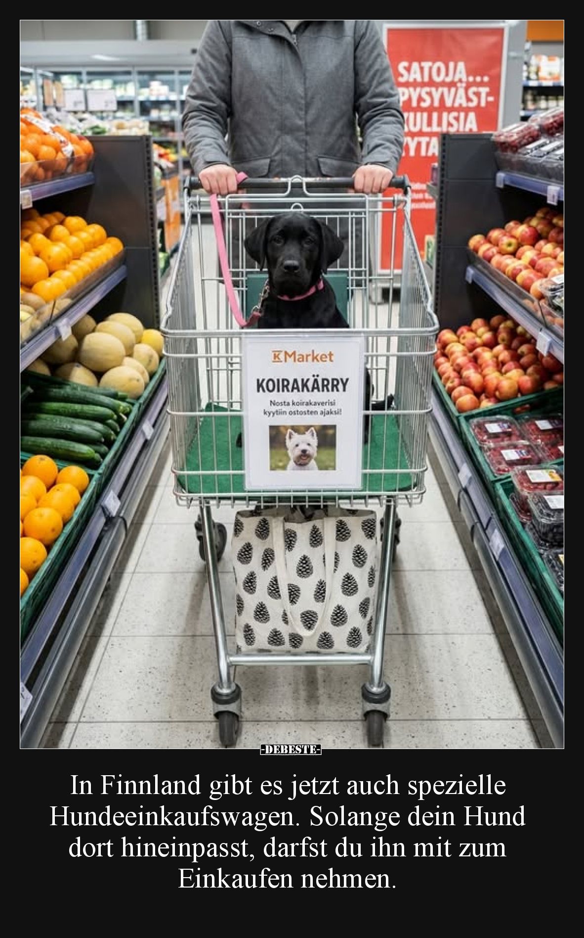 In Finnland gibt es jetzt auch spezielle Hundeeinkaufswagen. Solange dein Hund dort hineinpasst, darfst du ihn mit zum Einkau...