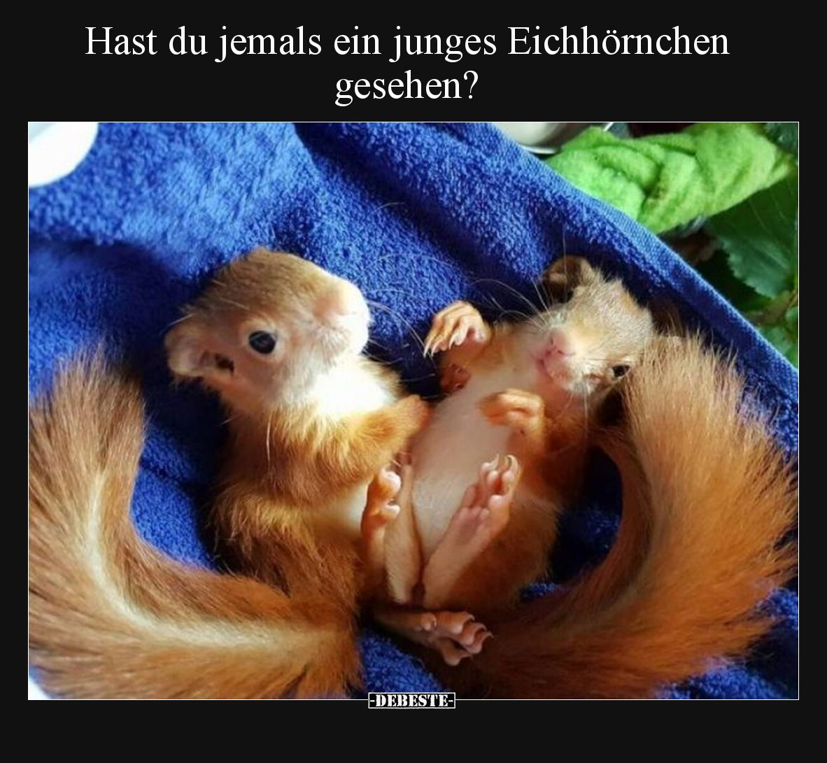 Hast du jemals ein junges Eichhörnchen gesehen?