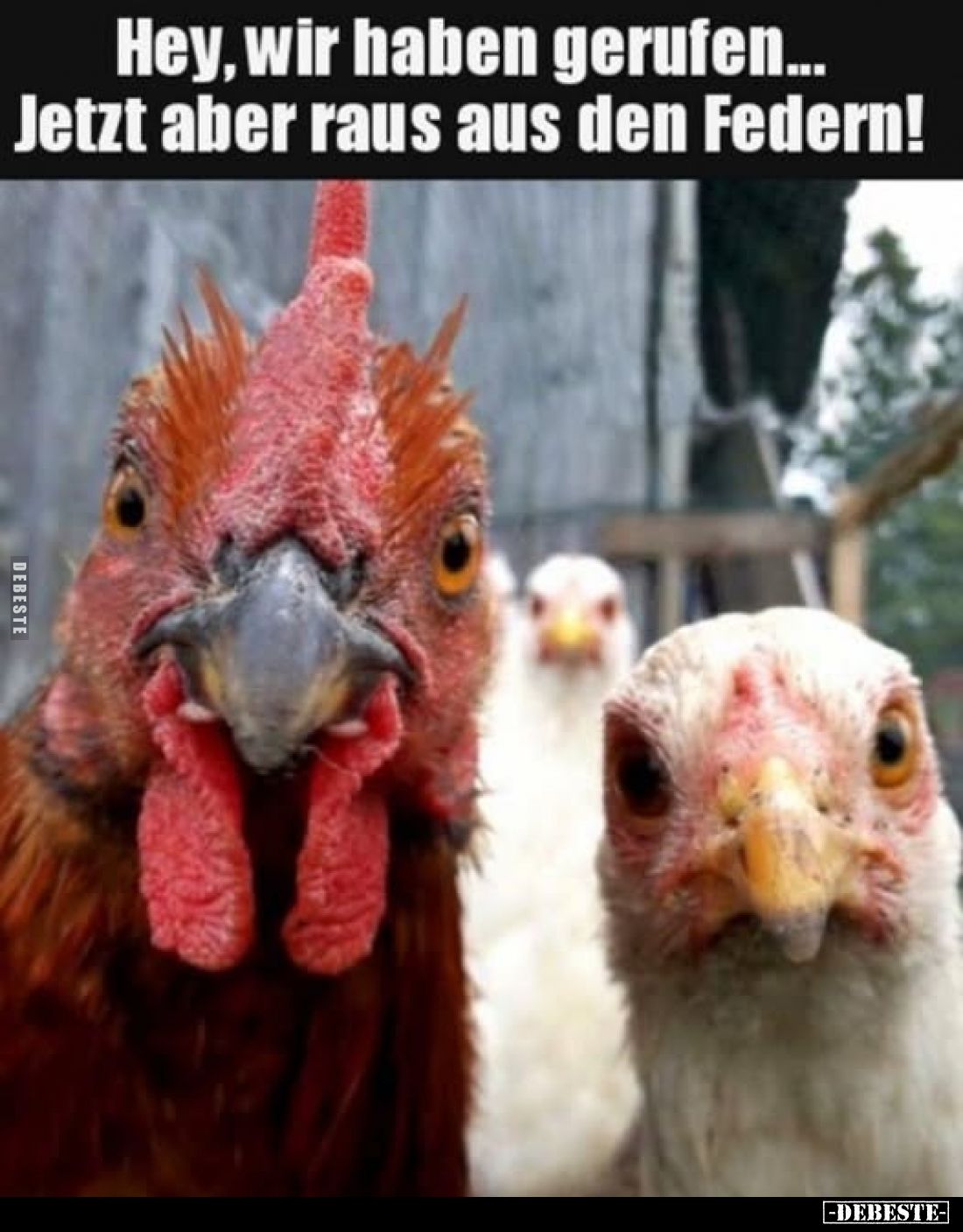 Hey, wir haben gerufen... Jetzt aber raus aus den Federn!.. - Lustige Bilder | DEBESTE.de