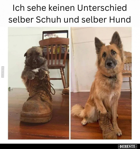 Lustige Bilder zum Thema: Hund