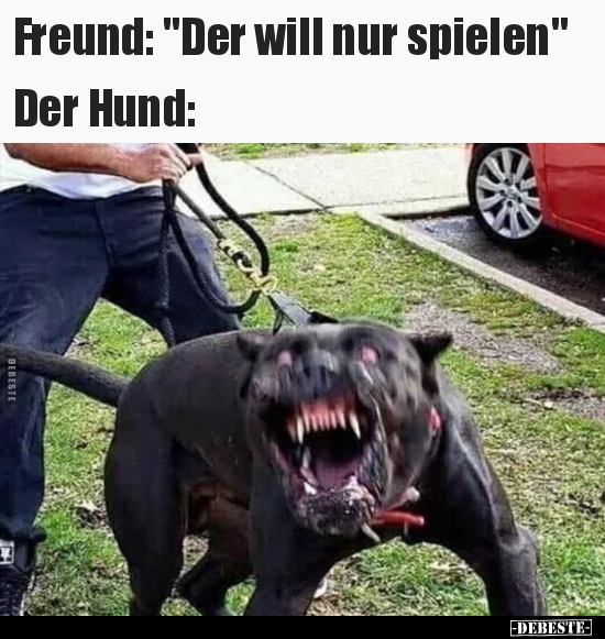 Freund: "Der will nur spielen"...