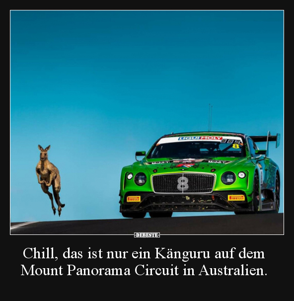 Chill, das ist nur ein Känguru auf dem Mount Panorama.. - Lustige Bilder | DEBESTE.de
